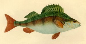 Perch