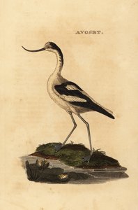 Pied Avocet