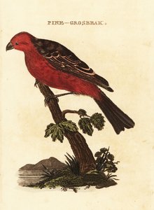 Pine Grosbeak by Edward Donovan