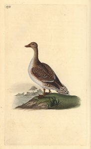 Pintail, Anas acuta, female by Edward Donovan