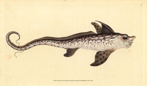 Rabbitfish or Sea Monster, Chimaera Monstrosa. Handcoloured Copperplate Drawn and Engraved by Edward Donovan from His Natural History of British Fishes