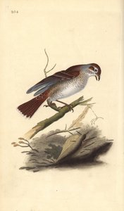 Red-Backed Shrike (Female) by Edward Donovan