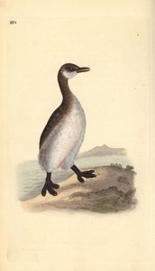 Red-necked grebe (female), Podiceps grisegena