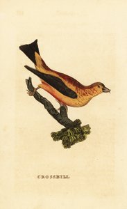 Red Crossbill, Loxia curvirostra