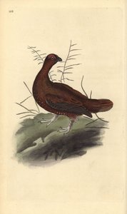 Red grouse, Lagopus lagopus scotica. Handcoloured copperplate from Natural History of British Birds, London by Edward Donovan