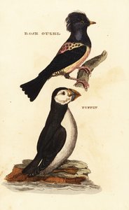 Rosy Starling, Pastor roseus, and Atlantic Puffin, Fratercula arctica