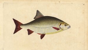 Rudd, handcoloured copperplate drawn and engraved by Edward Donovan from his Natural History of British Fishes by Edward Donovan