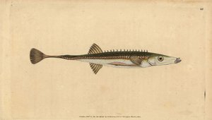 Sea stickleback, Spinachia spinachia
