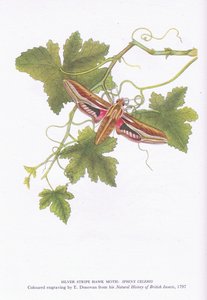 Silver Stripe Hawk Moth, Shinx Celerio, Nature in Britain published by Collins