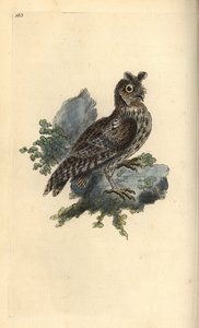 Smaller Pencilled or Siberian Eared Owl, Strix pulchella