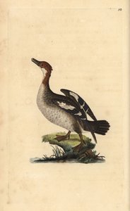 Smew, Mergellus albellus, female (Illustration from “Natural History of British Birds” by Edward Donovan) by Edward Donovan
