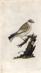 Snow Sparrow. Plectrophenax nivalis. Copper engraving by Edward Donovan, published in Histoire naturelle des oiseaux britanniques, London by Edward Donovan