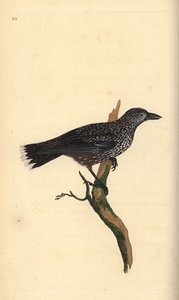Spotted nutcracker, Nucifraga caryocatactes. Handcoloured copperplate from Natural History of British Birds, London by Edward Donovan