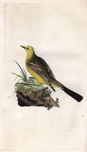 Yellow Wagtail, Motacilla flava. Copper engraving by Edward Donovan, published in Natural History of British Birds, London by Edward Donovan