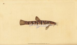 Stone Loach, Barbatula barbatula. Handcoloured copperplate from Natural History of British Fishes, London