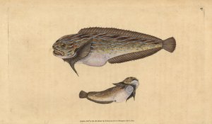 Striped Seasnail, Liparis liparis liparis