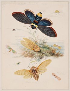 Studies of Invertebrate Animals, Volume II by Edward Donovan
