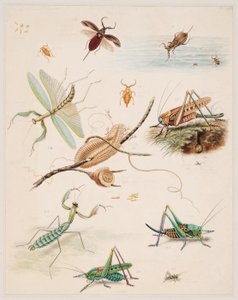 Studies of Invertebrate Animals, Volume II