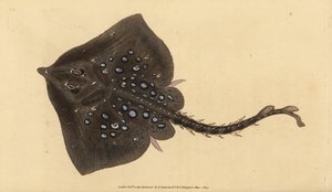 Thornback Skate, Raja clavata. Near Threatened. Handcoloured Copperplate Drawn and Engraved by Edward Donovan from His Natural History of British Fishes, Donovan and F.C. and J. Rivington, London
