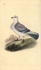 Turbit Pigeon by Edward Donovan
