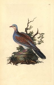 Turtle Dove, Streptopelia turtur. Handcoloured copperplate from Natural History of British Birds (1794-1819) by Edward Donovan