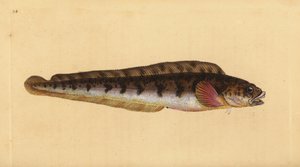 Viviparous eelpout, Zoarces viviparus by Edward Donovan