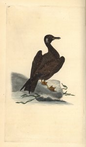 Wagel Gull, young of the Great Black-backed Gull, Larus marinus. Handcoloured copperplate from Natural History of British Birds, London