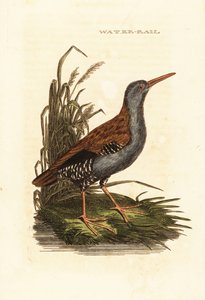 Water Rail by Edward Donovan