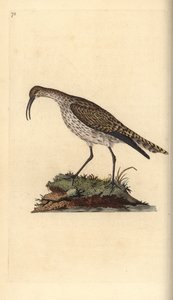 Whimbrel, Numenius phaeopus. Handcoloured copperplate from Natural History of British Birds, London by Edward Donovan