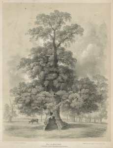 Elm in Hyde Park, London