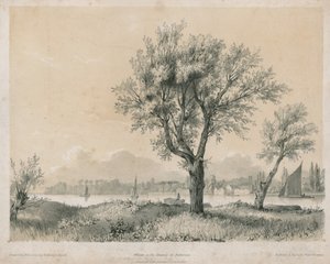 Willows on the Thames at Battersea by Edward Hassell