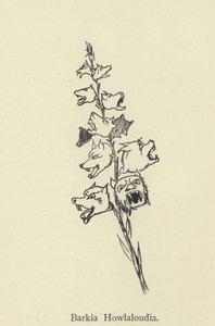 Barkia Howlaloudia by Edward Lear