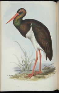 Black Stork, from 
