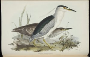 Common Night Heron, from 