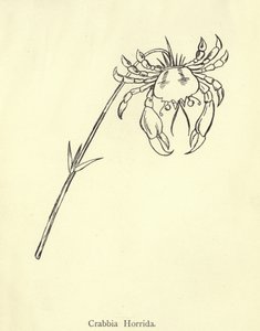 Crabbia Horrida by Edward Lear