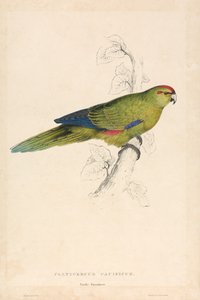 Pacific Parrakeet (Plate 26)