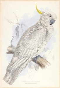 Greater Sulphur-crested Cockatoo by Edward Lear