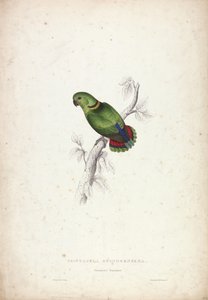 Psittacula Swinderniana. Swindern