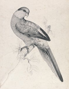Red-capped Parakeet, Male (Plate 21) by Edward Lear