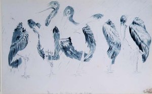 Studies of Storks