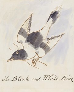 The Black and White Bird, from Sixteen Drawings of Comic Birds