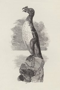 Illustration for The Water-Babies by Charles Kingsley