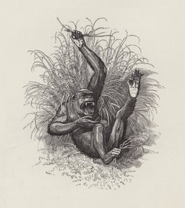 Illustration for The Water-Babies by Charles Kingsley by Edward Linley (after) Sambourne