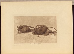 Buffalo-stones - Piegan