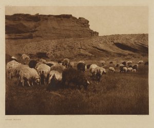 [Navajo Flocks] by Edward S. Curtis