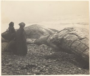 Partially Butchered Whale - Makah, The Captured Whale by Edward S. Curtis