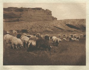 Portfolio I, Plate 33: Navaho Flocks by Edward S. Curtis