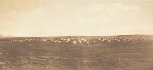 Sun Dance Encampment - Piegan, 1900