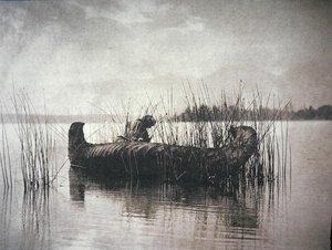 The Rush Gatherer, Montana by Edward Sheriff Curtis