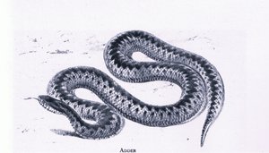 Adder, Nature in Britain by Edward William (after) Cooke